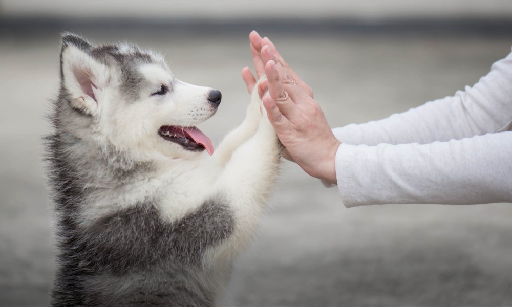 Des collations saines pour ton chien : 10 Astuces