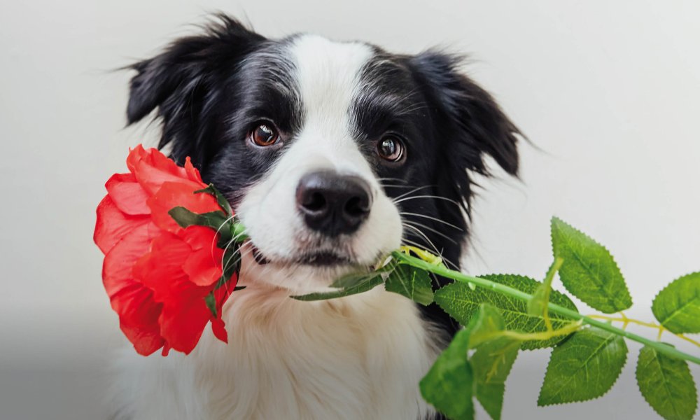 Les cadeaux de Saint-Valentin les plus mignons, les plus doux et les plus savoureux pour votre chien