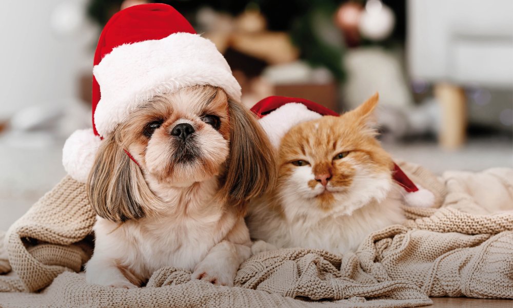 Les friandises pour chien les plus originales pour les fêtes !