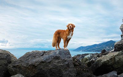 Le top 10 des meilleurs snacks pour chiens en 2024