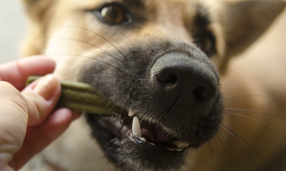 Quel os convient à ton chien ?