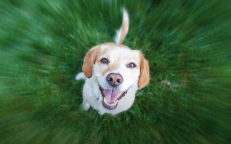 Pour que ton chien soit dynamique à l’extérieur, emporte ces collations de dressage