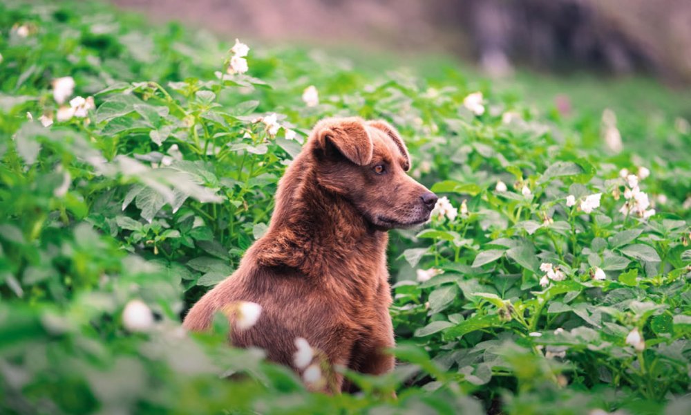 Les chiens peuvent-ils manger de la pa-tate douce ?