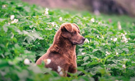 Les chiens peuvent-ils manger de la pa-tate douce ?