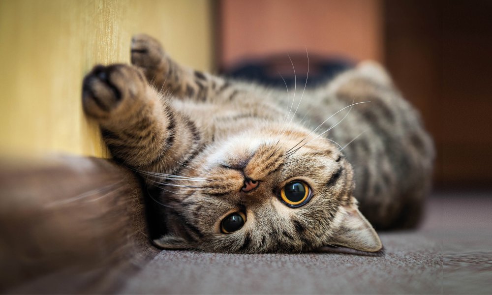 Gâte ton chat avec ces délicieux snacks pour chats !