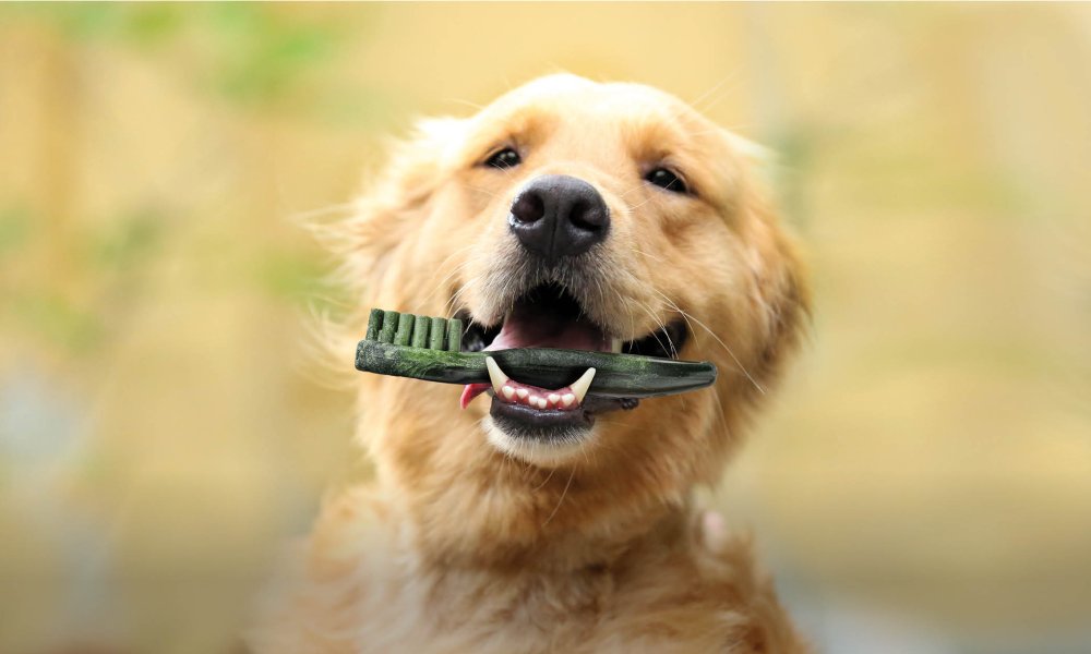 Conseils pour nettoyer les dents des chiens