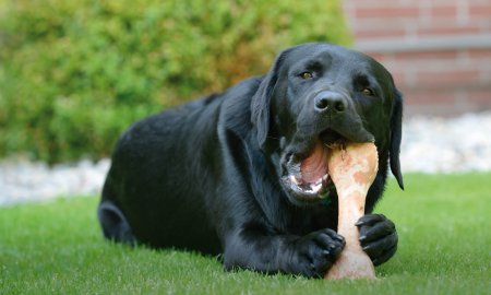 Comparaison : os naturels pour chiens vs os à mâcher en nylon