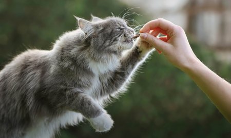 En-cas au poisson pour chats