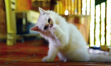 Cinq collations saines pour ton chaton