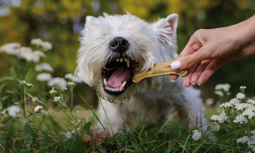 Cinq os pour chiens sans danger