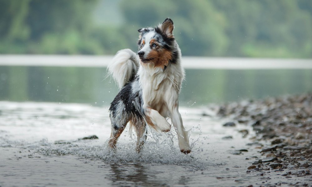 Du poisson pour ton chien ? Un pas en avant positif pour la santé !