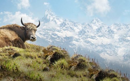 En-cas de yak pour les chiens