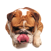 Alimentation naturelle et premium pour animaux de compagnie