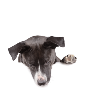 Compléments alimentaires pour chiens