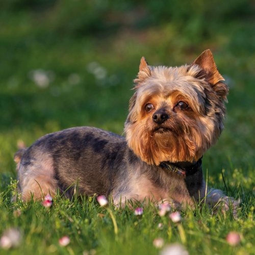 Chiens de très petite taille