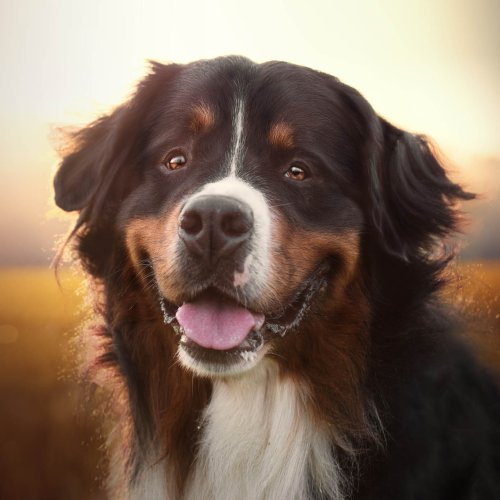 Chiens de très grande taille