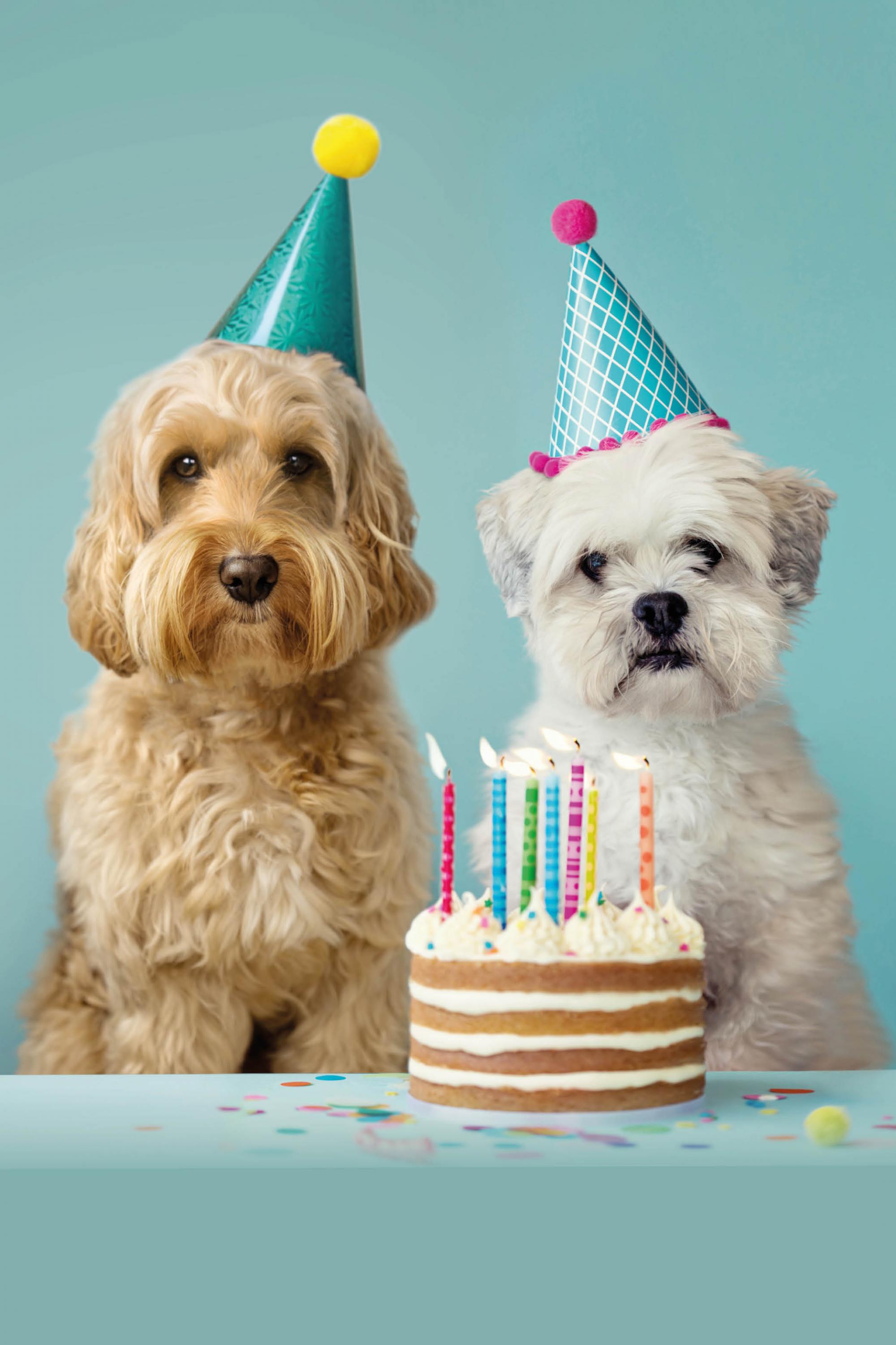 Colis cadeau « Journée des animaux » pour chiens Colis cadeau « Journée des animaux » pour chiens