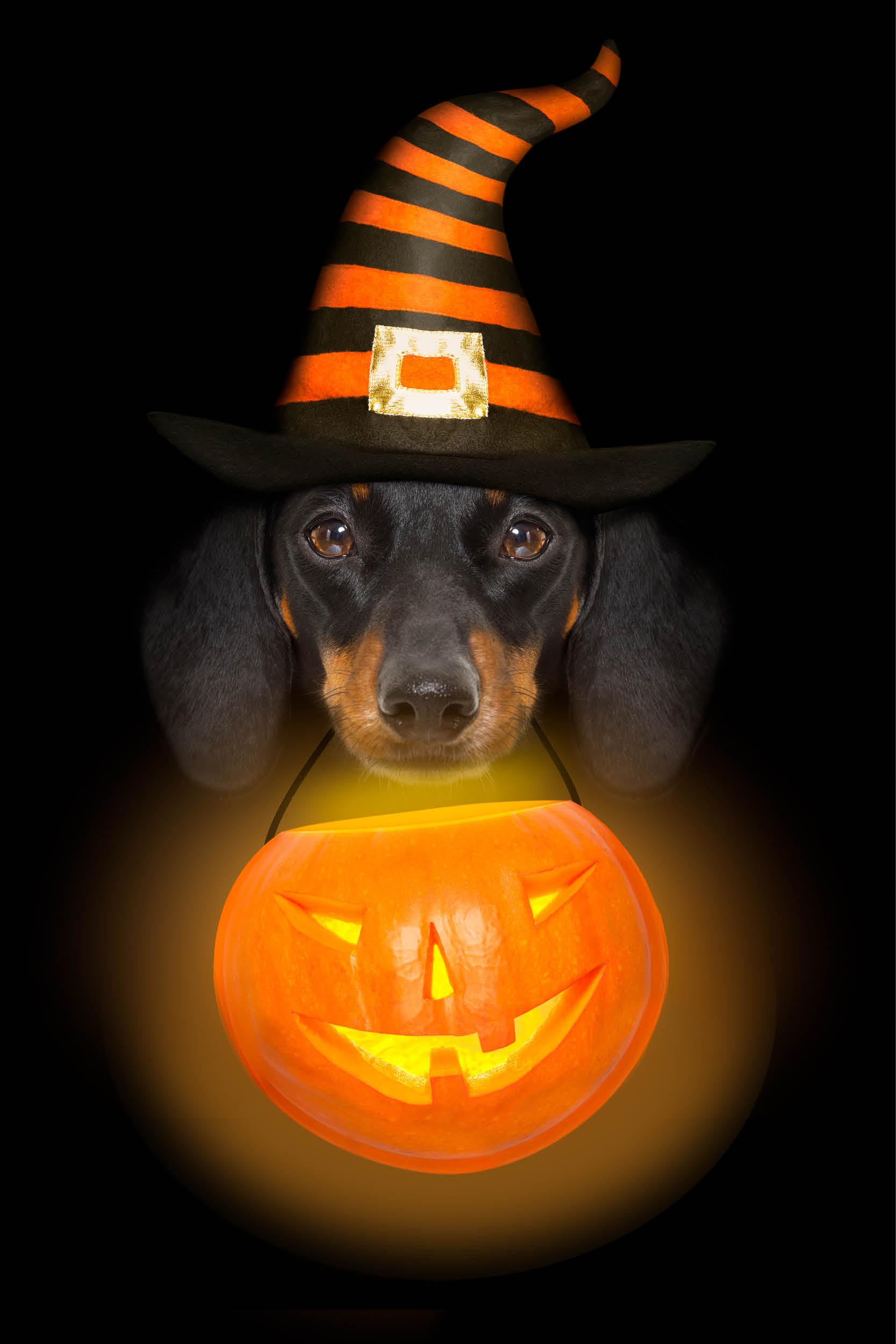 En-cas d'Halloween pour chiens