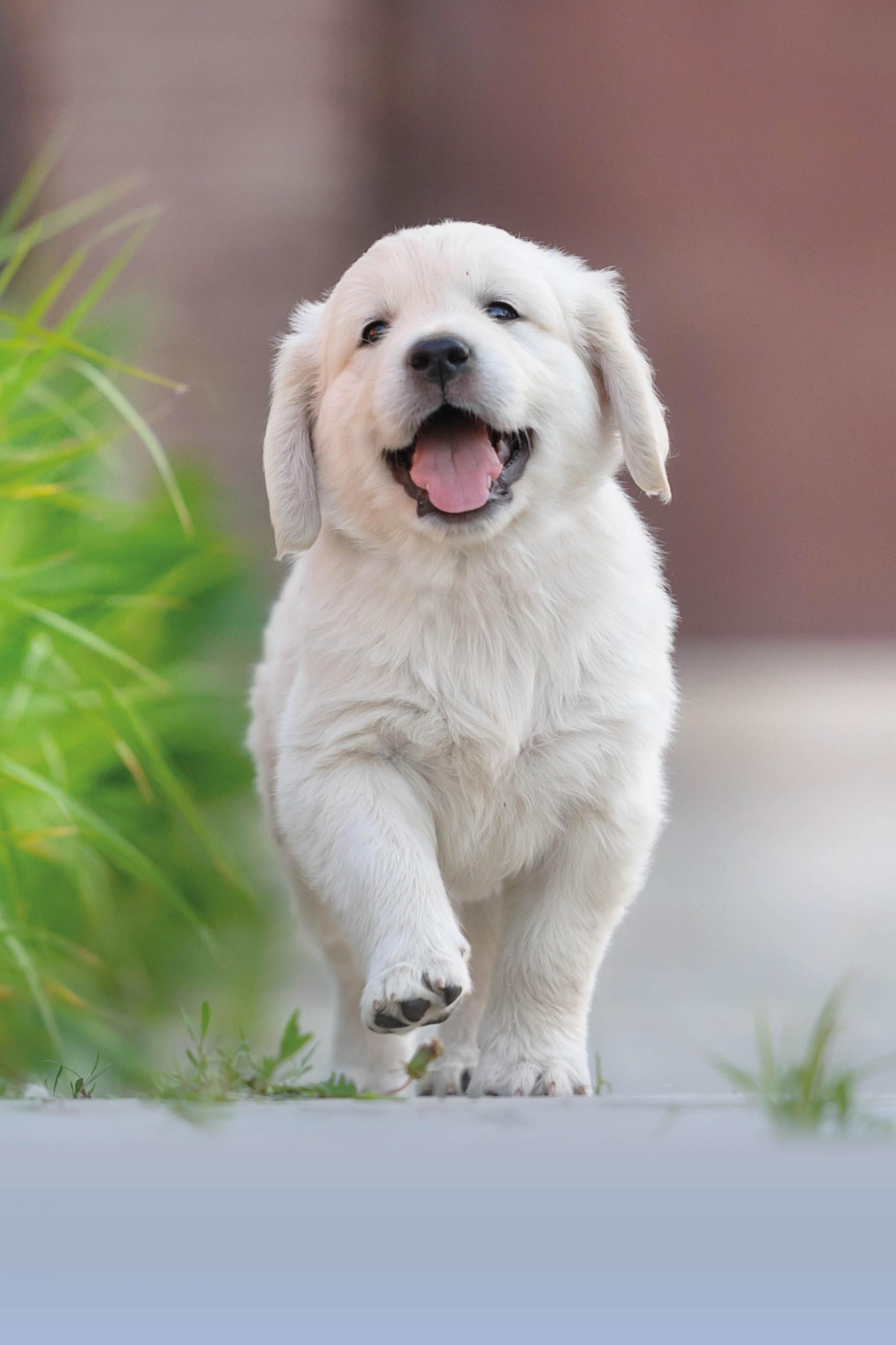 De chouettes petits cadeaux pour chiens