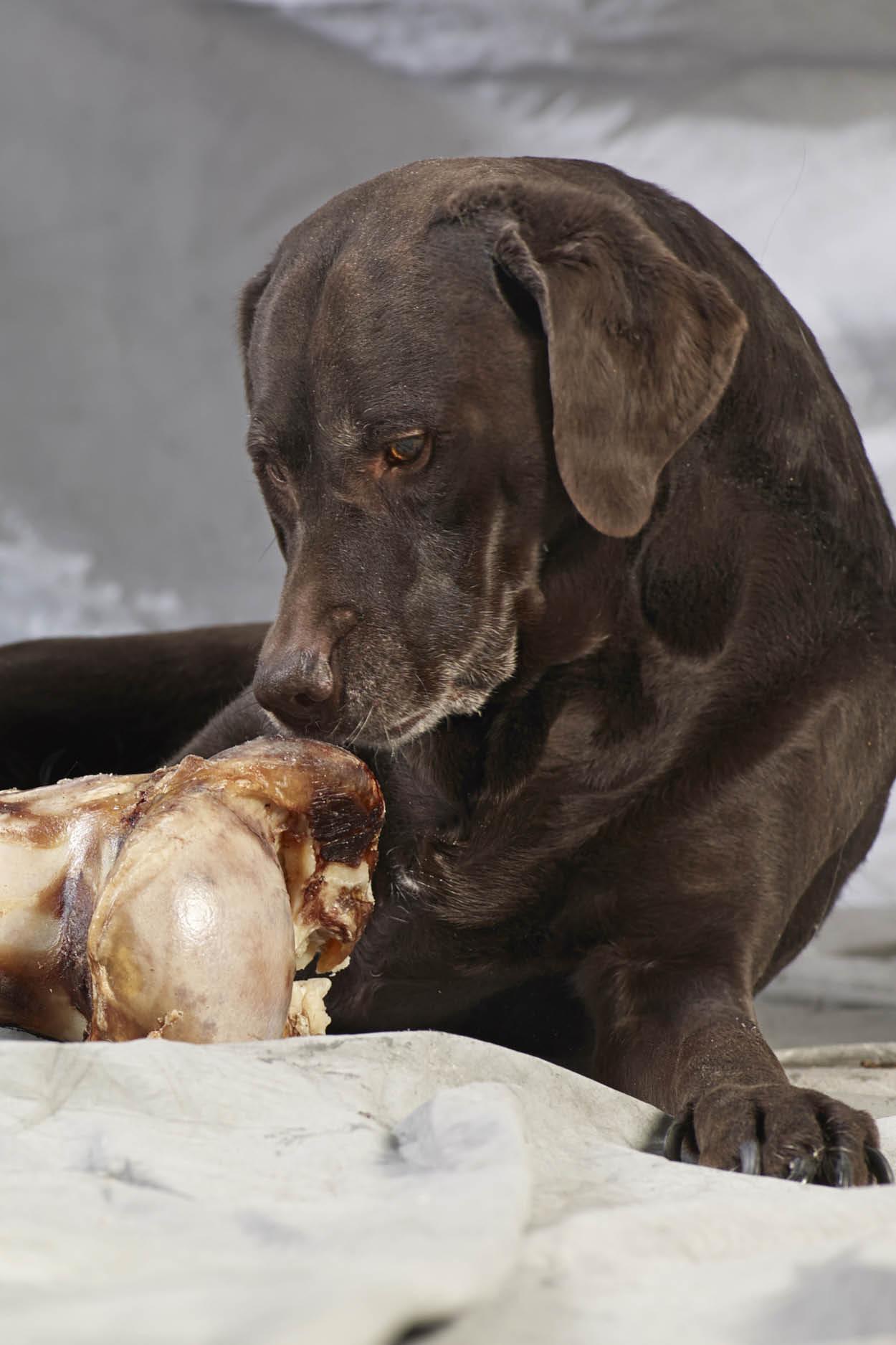 Os à viande pour chiens