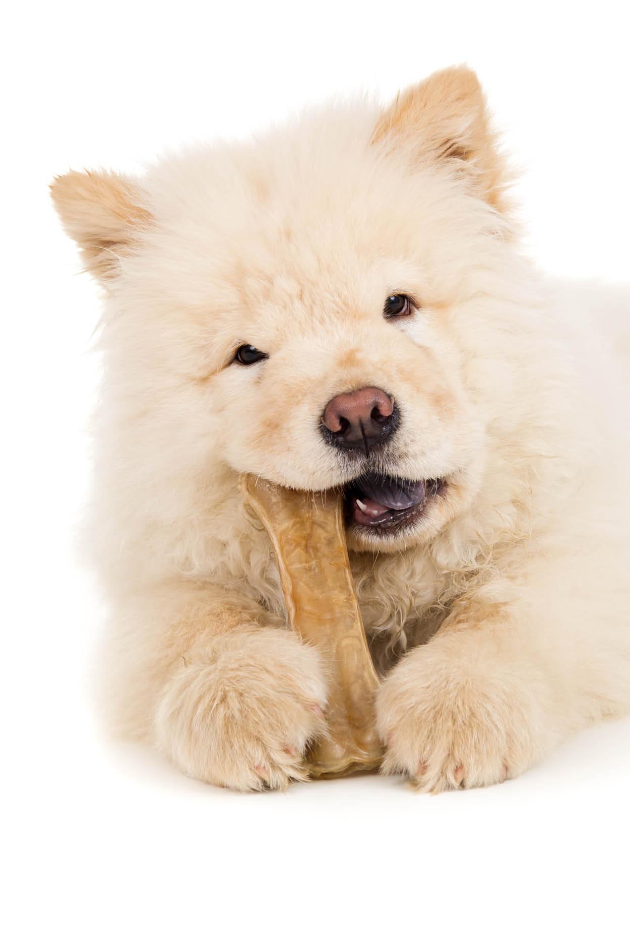 Os pour chiots Os pour chiots