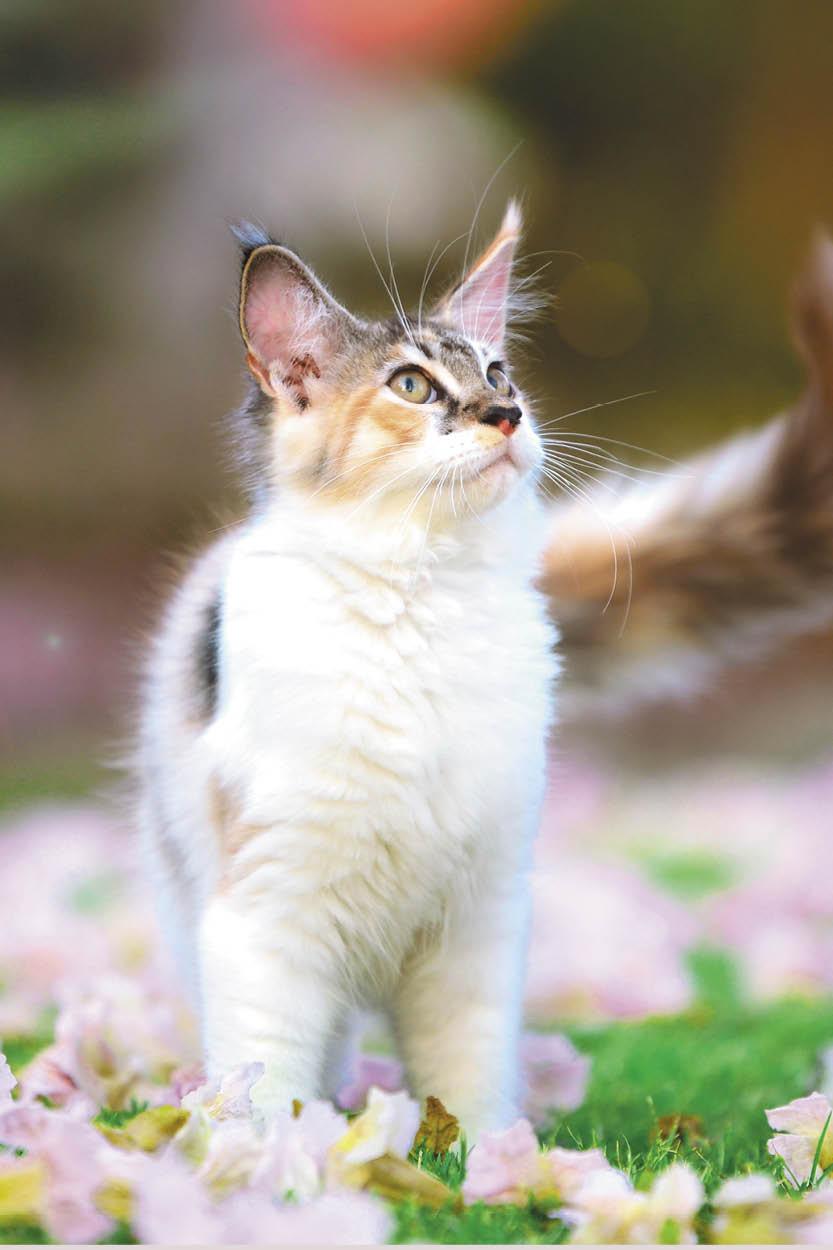 Fournisseur d’en-cas et de bonbons pour chatons Fournisseur d’en-cas et de bonbons pour chatons