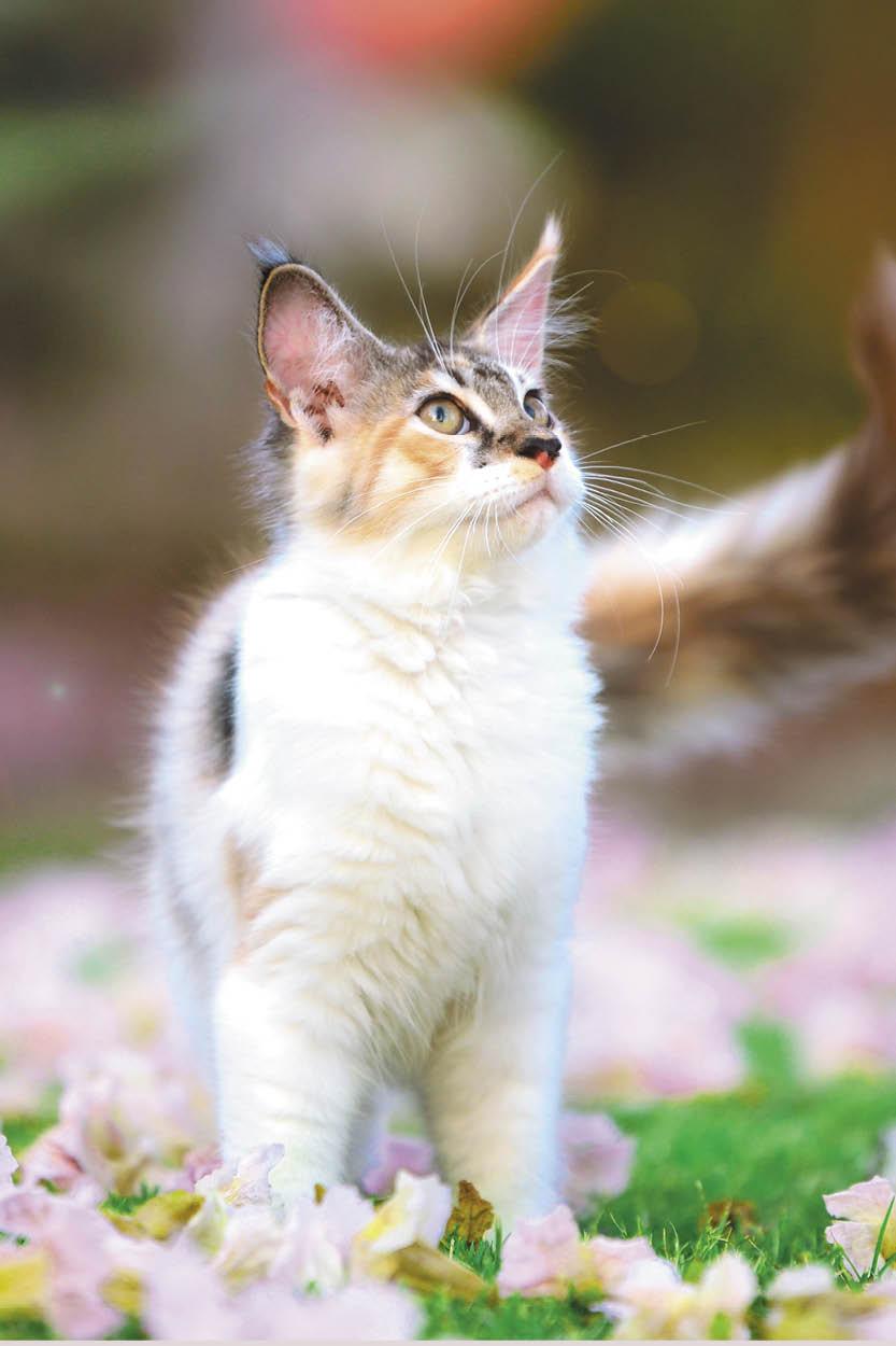 Fournisseur d’en-cas et de bonbons pour chatons