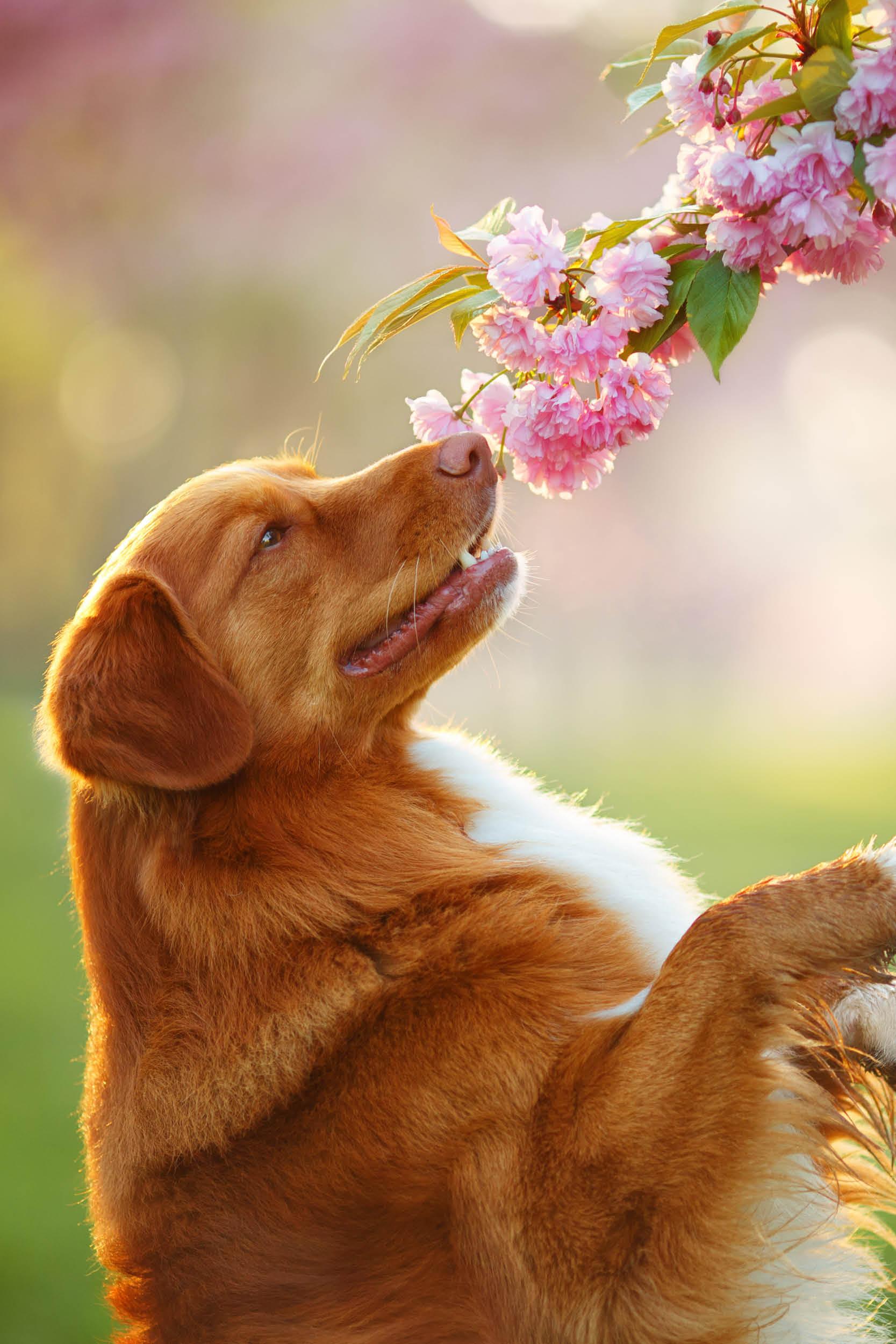 Délicieux en-cas de Pâques pour chiens