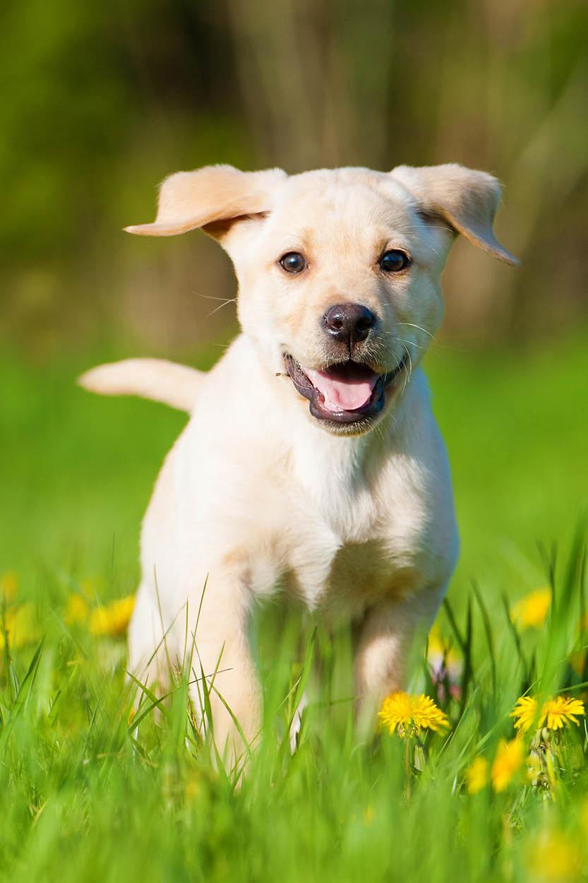 Chiot en pleine croissance