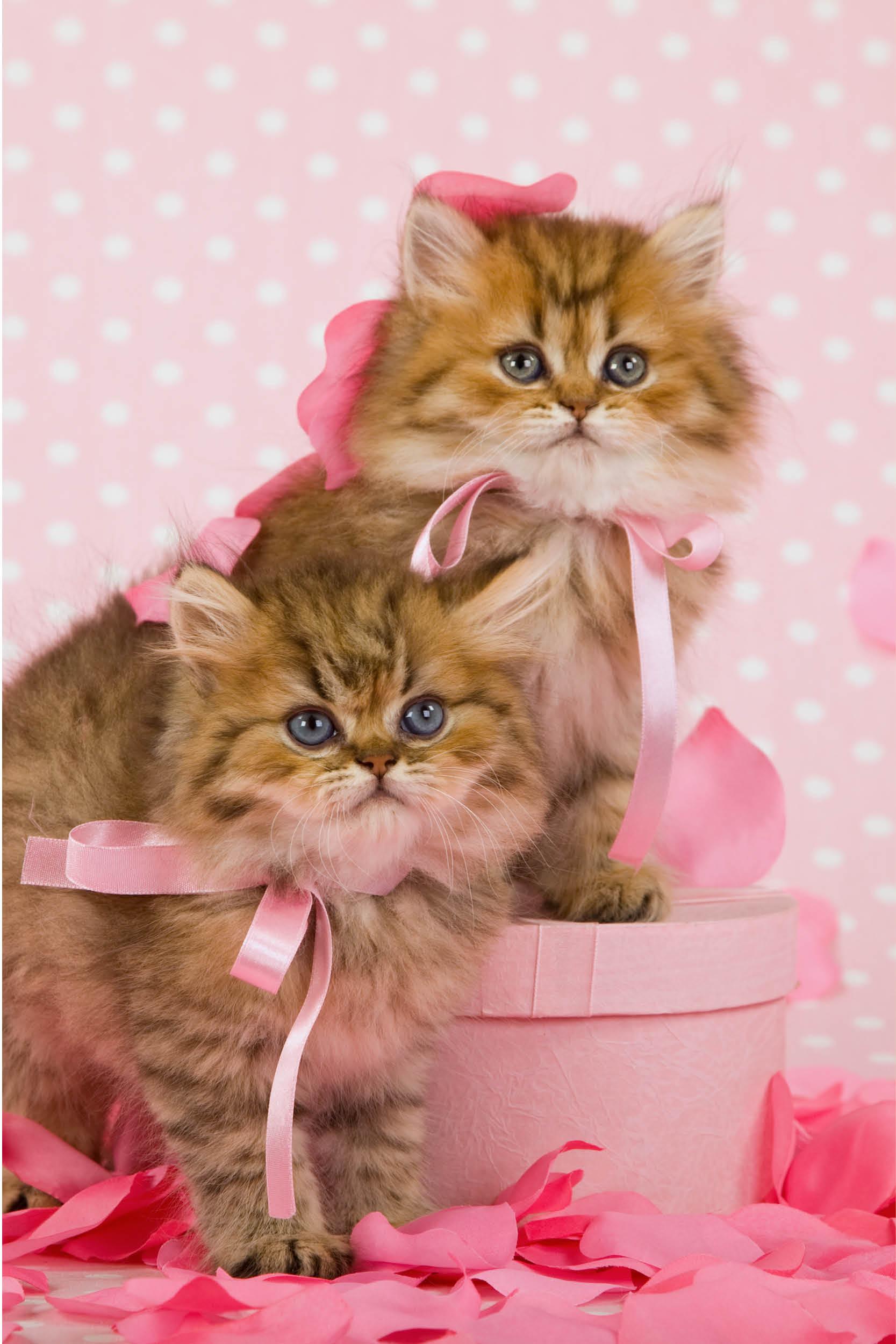La fête de la Saint-Valentin pour les chats La fête de la Saint-Valentin pour les chats