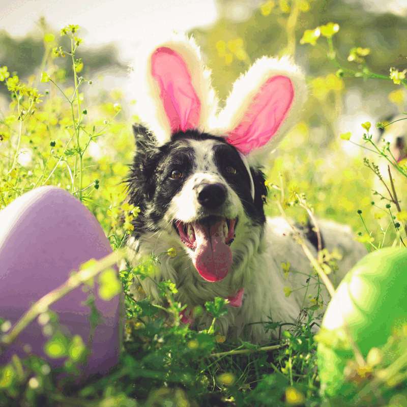 Des cadeaux qui font-plaisir