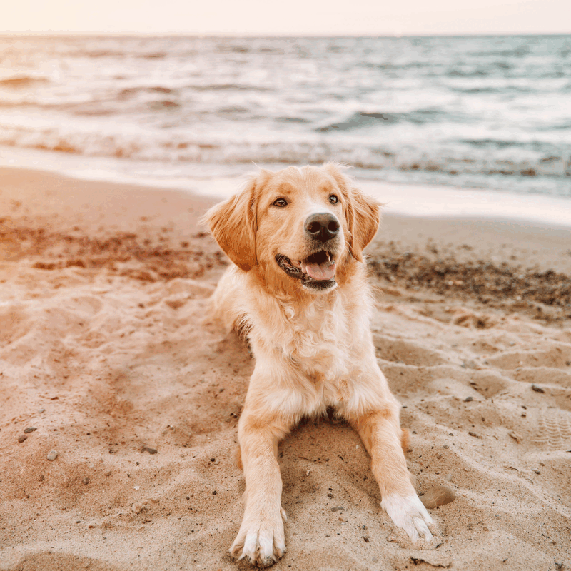Les petits plaisirs de l'été pour ton chien