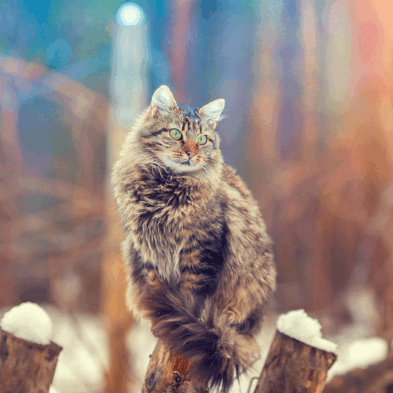 Apporte du plaisir
Plein de bonnes choses