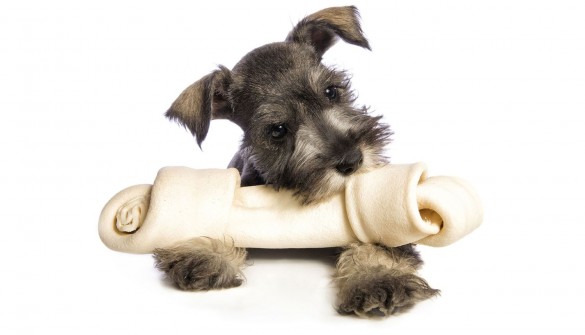 All dogs love to chew, give them the best!
