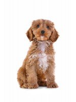 Aimés des chiens et des dresseurs. Acceptation élevée. Pour récompenser et dresser.