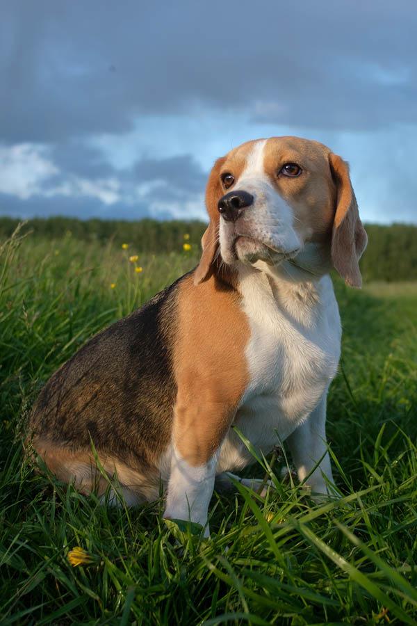Nature snacks pour chiens